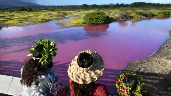 夏威夷野生动物保护区的池塘神秘地变成了亮粉色干旱可能是罪魁祸首