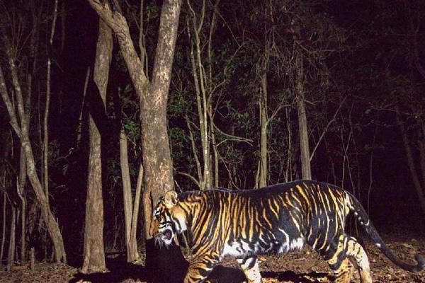 similal国家公园获得了尖端的远程摄像机，以保护生物多样性
