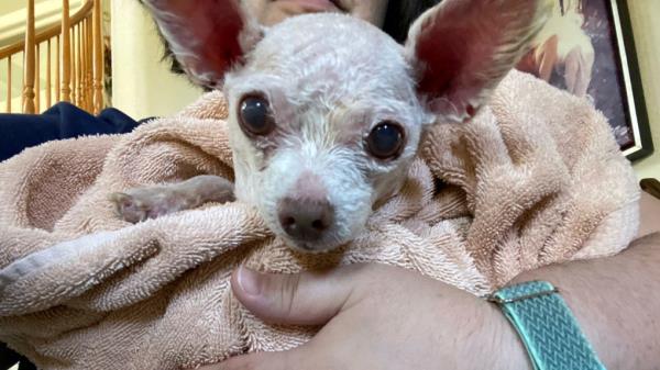 小狗Gizmo于2015年在拉斯维加斯失踪9年后他被发现还活着